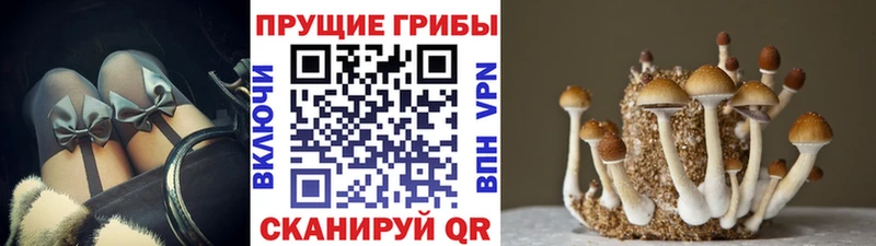 Псилоцибиновые грибы Psilocybine cubensis  МЕГА ТОР  Тайшет 